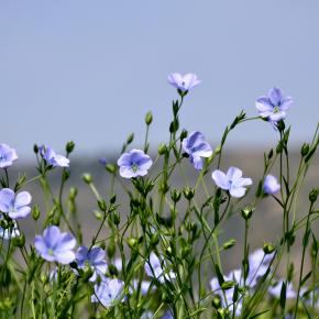 The Hidden Fragrance of Flax